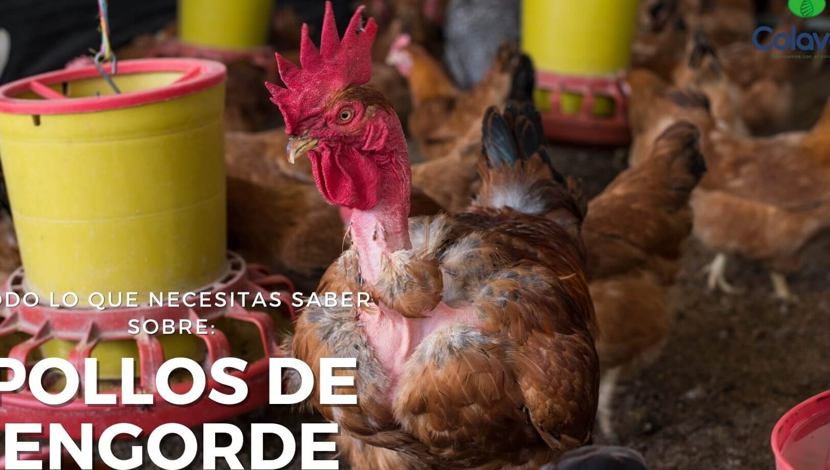 Asadero De Pollos La Pampa
