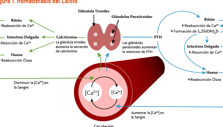 Pollos Asados D
